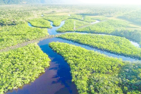 Quase todos os biomas registraram redução do desmatamento em 2024